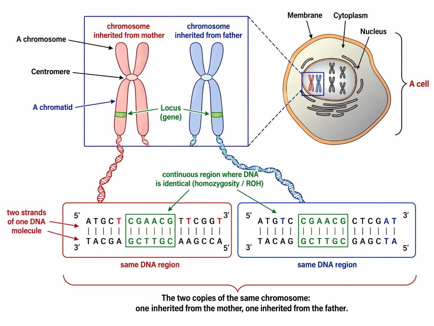 Homozygous locus on a chromosome