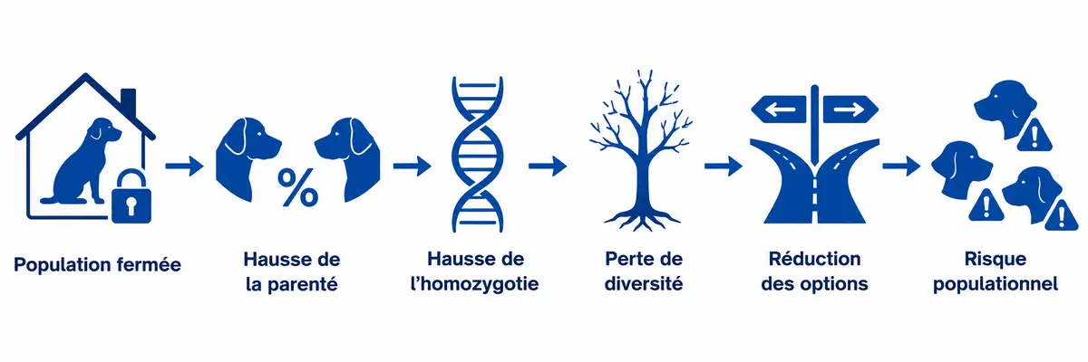 Schéma illustrant l’enchaînement des mécanismes populationnels dans une race canine fermée : hausse de parenté, augmentation de l’homozygotie, perte de diversité génétique, réduction des options futures et risque populationnel.