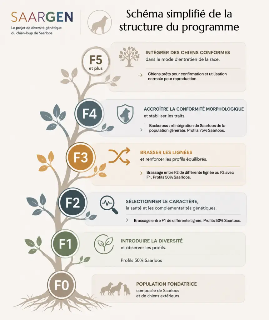 Schéma simplifié de la structure du programme SaarGen