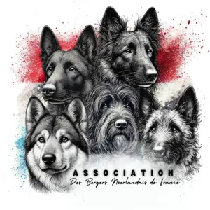 Logo du club de race ABNF - Association des bergers néerlandais de France