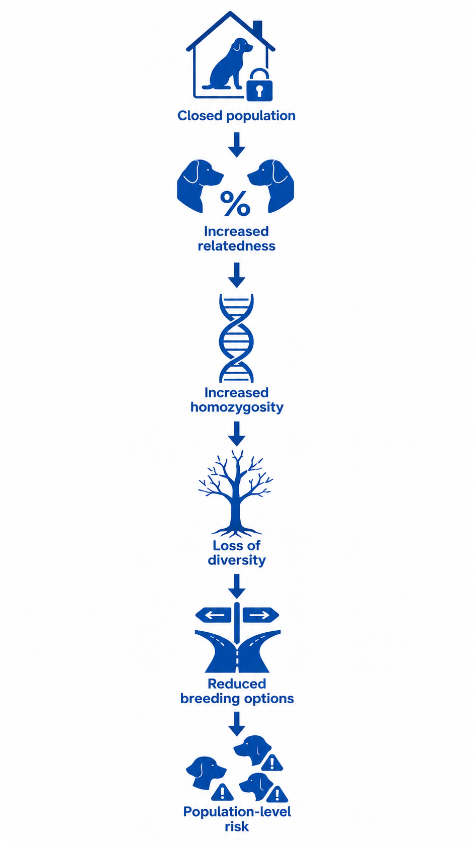 Diagram illustrating the sequence of population mechanisms in a closed canine breed: increased relatedness, increased homozygosity, loss of genetic diversity, reduced future options, and population risk.