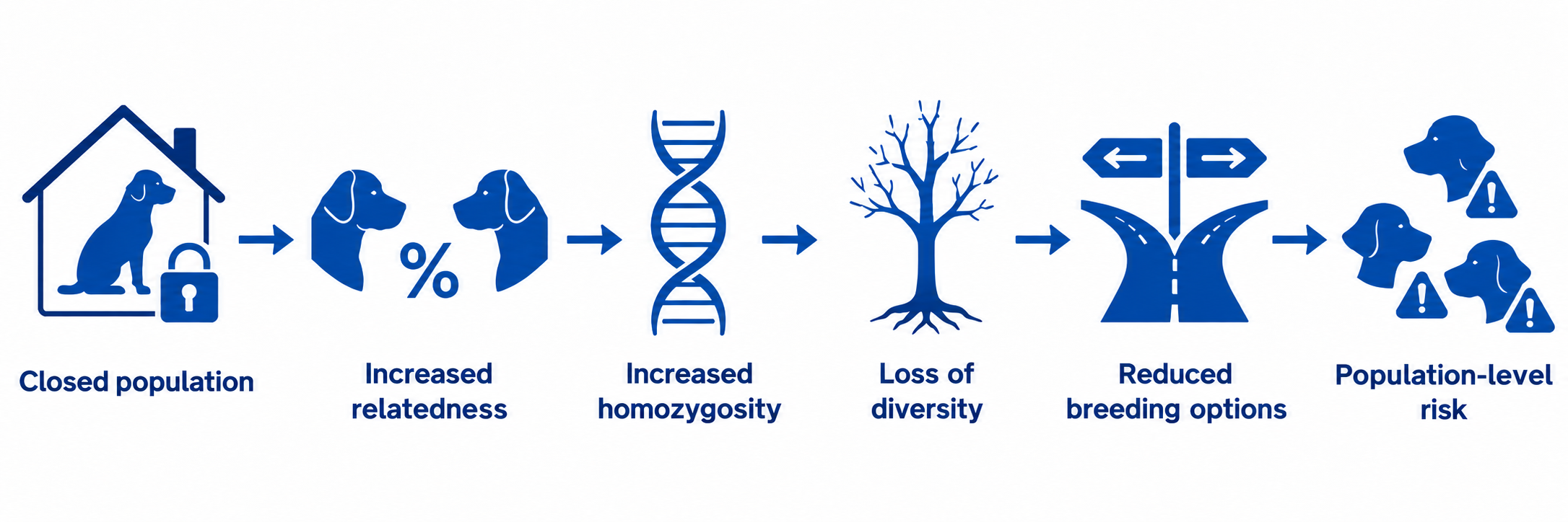 Diagram illustrating the sequence of population mechanisms in a closed canine breed: increased relatedness, increased homozygosity, loss of genetic diversity, reduced future options, and population risk.