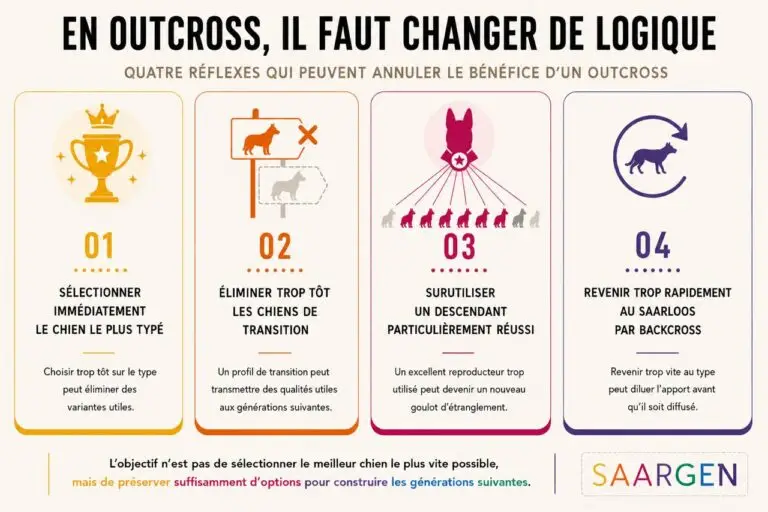 Dans un programme outcross chez le chien de race, il faut changer de logiciel et ne pas appliquer la même sélection que dans le pur race.
