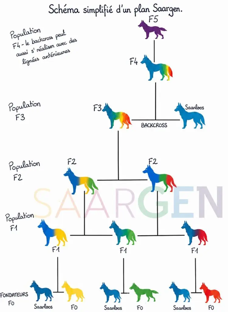 Schéma simplifié des différentes générations de croisements du programme SaarGen