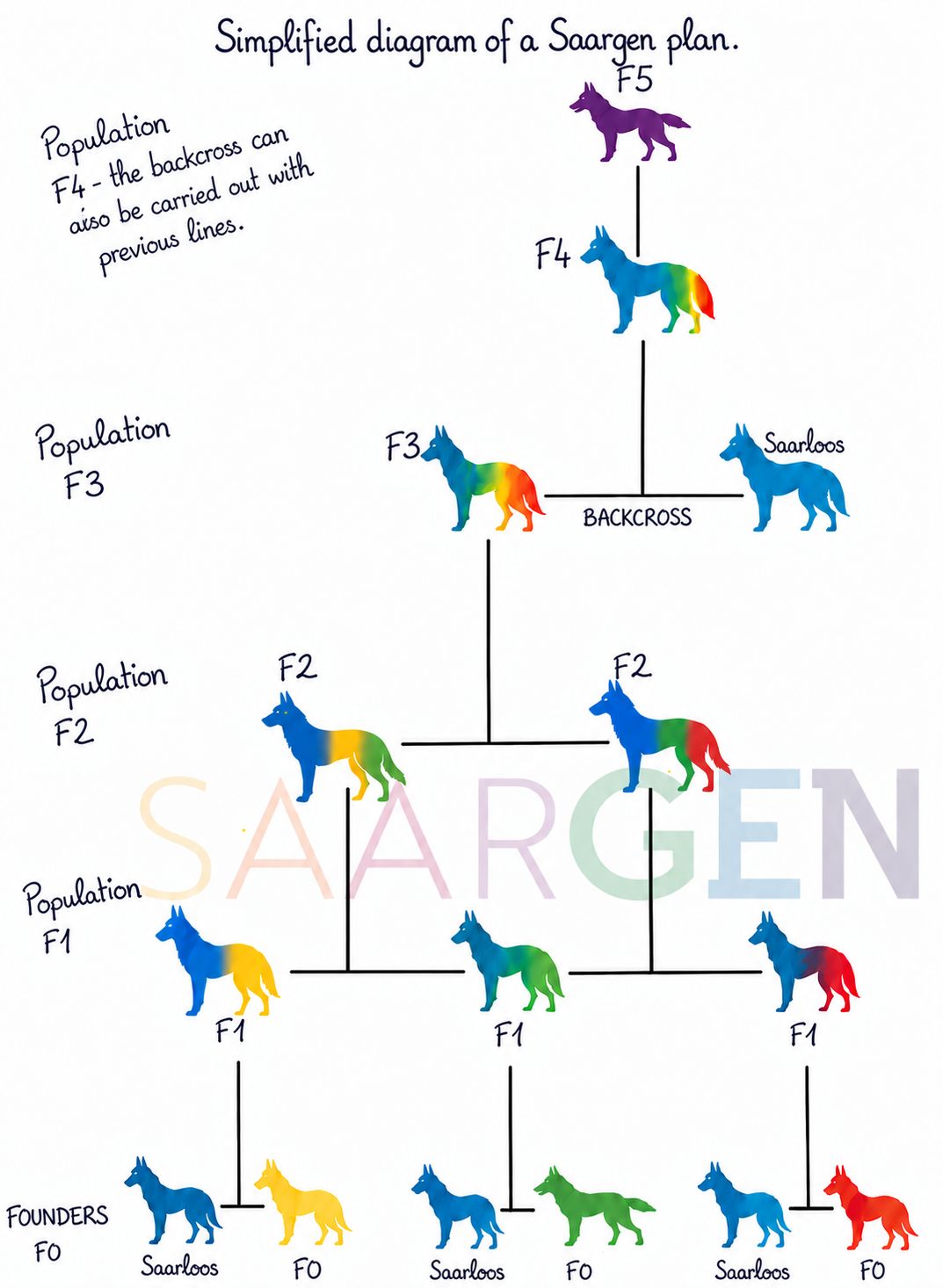 Simplified diagram of the different generations of crosses in the SaarGen program